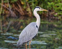 Blue Heron Basic ~ Simple. Sweet. Beautifully intimate.